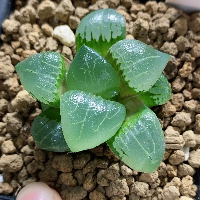 【闪购商品】94新糯阿