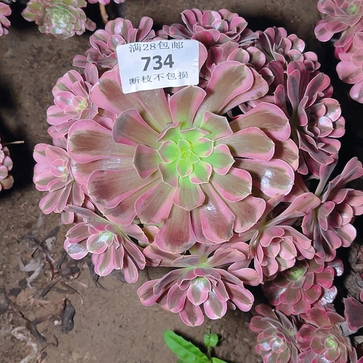 红***果734美杜莎多肉植物