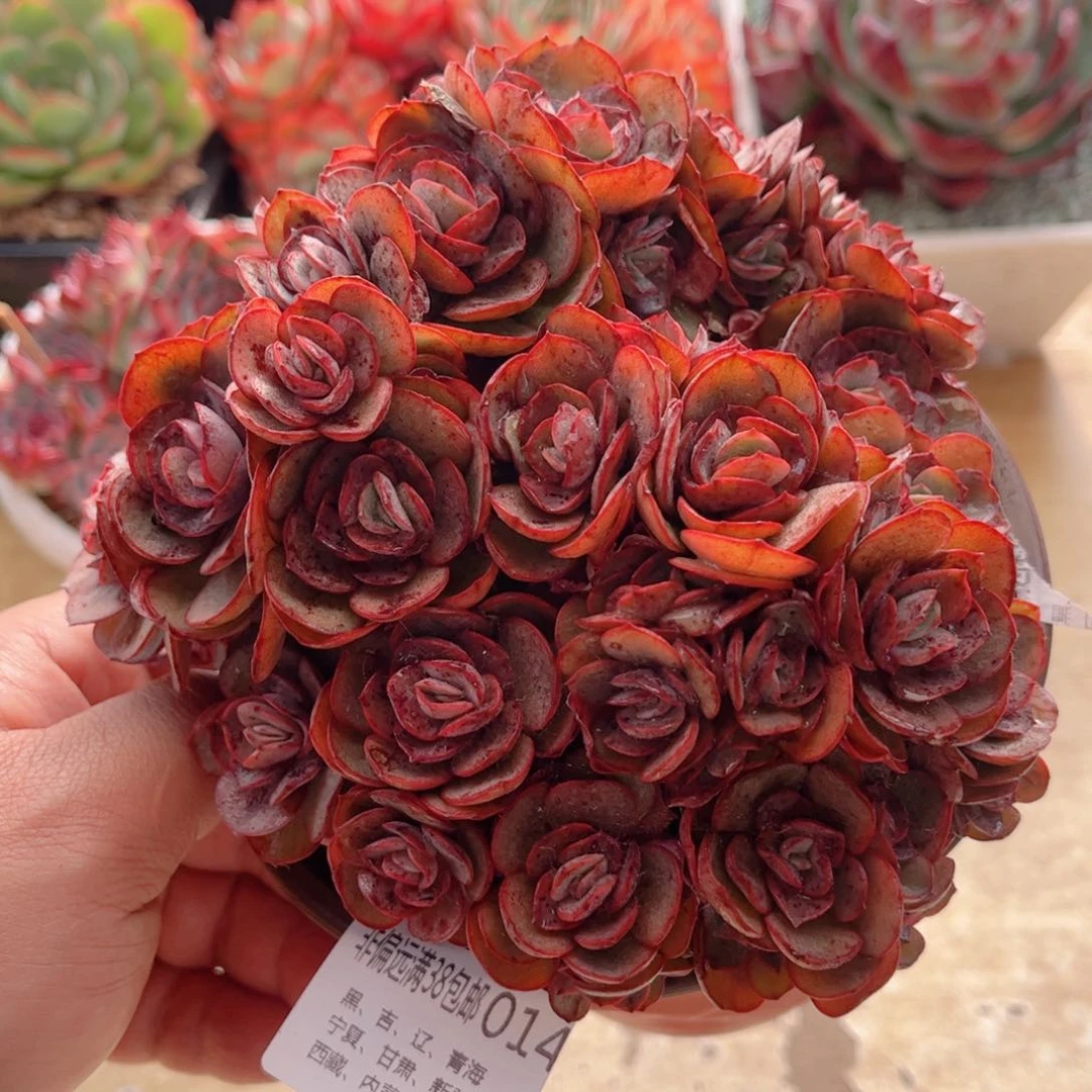 014秀妍德华多肉