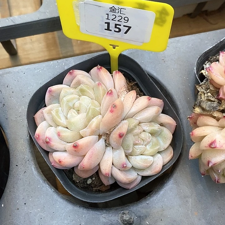 福利多多，1229157