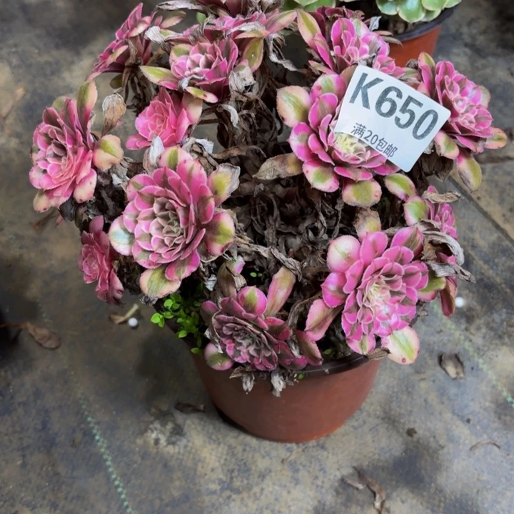 瑞妈多肉园艺 650。