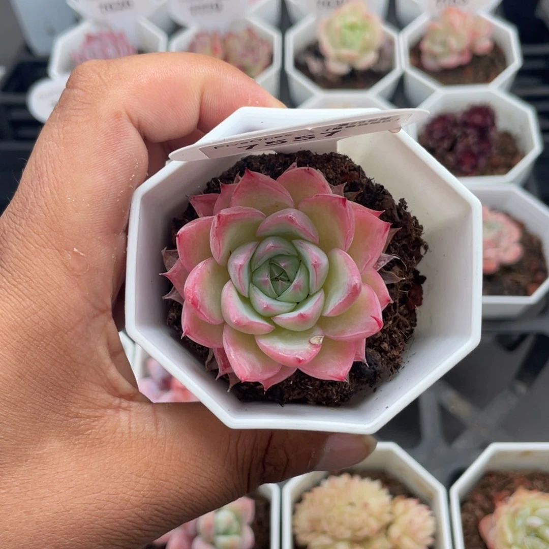 7557水晶玫瑰4.5厘米