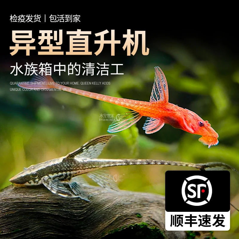 皇冠直升机小型热带鱼异型鱼红蜻蜓鱼南美草缸造景新手观赏工具鱼