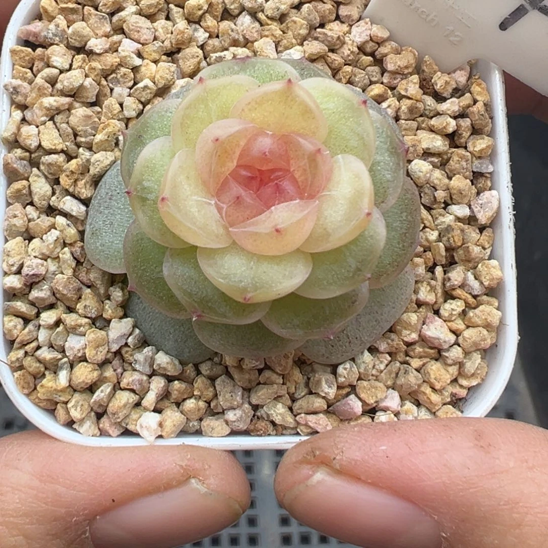 144号仙音风花雪月系列