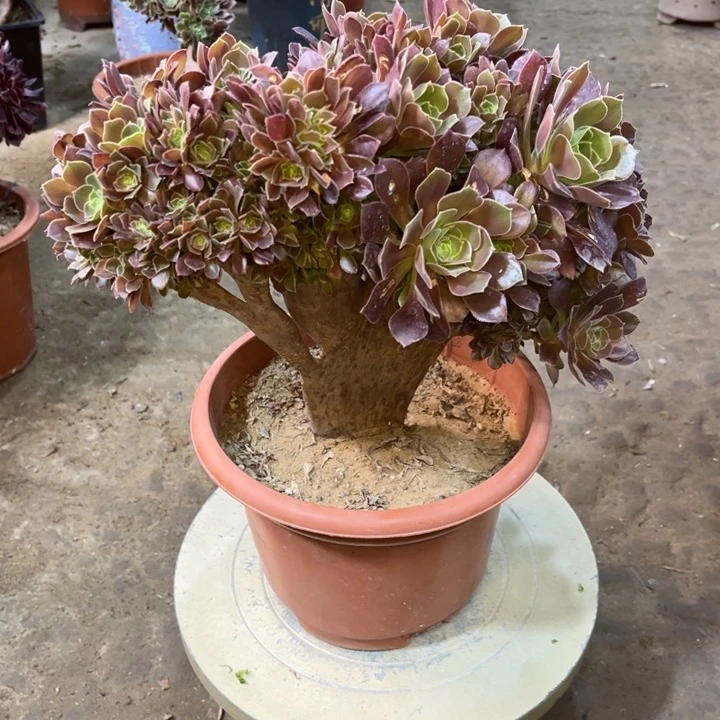 精品法师福利多多