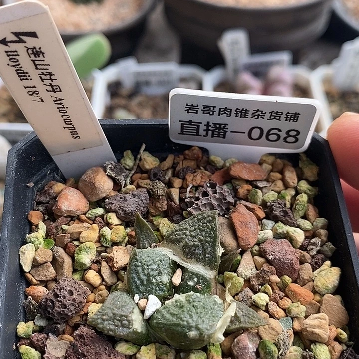 实生连山牡丹2.5厘米左右