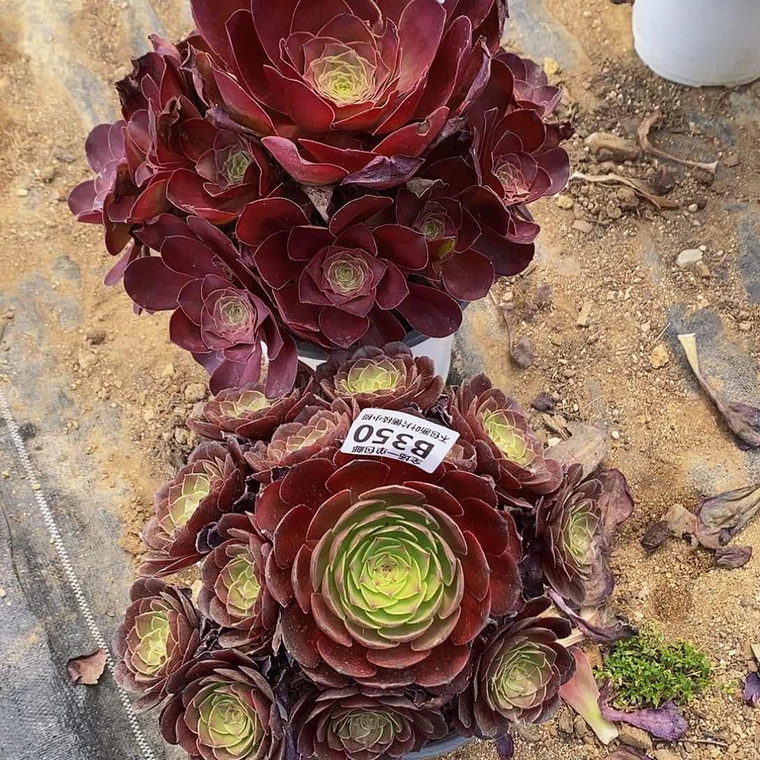 过***客350351魅金玫瑰多肉和桃花石多肉