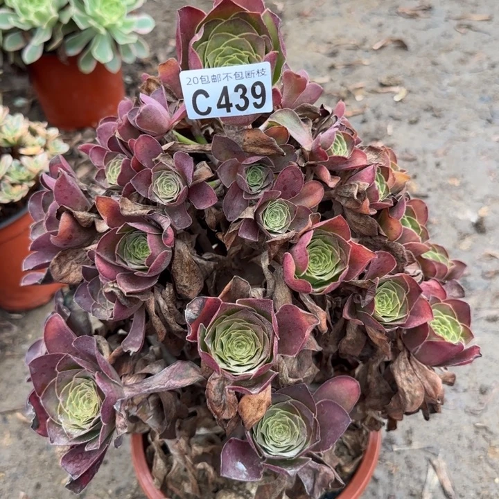 魅金……多肉植物……