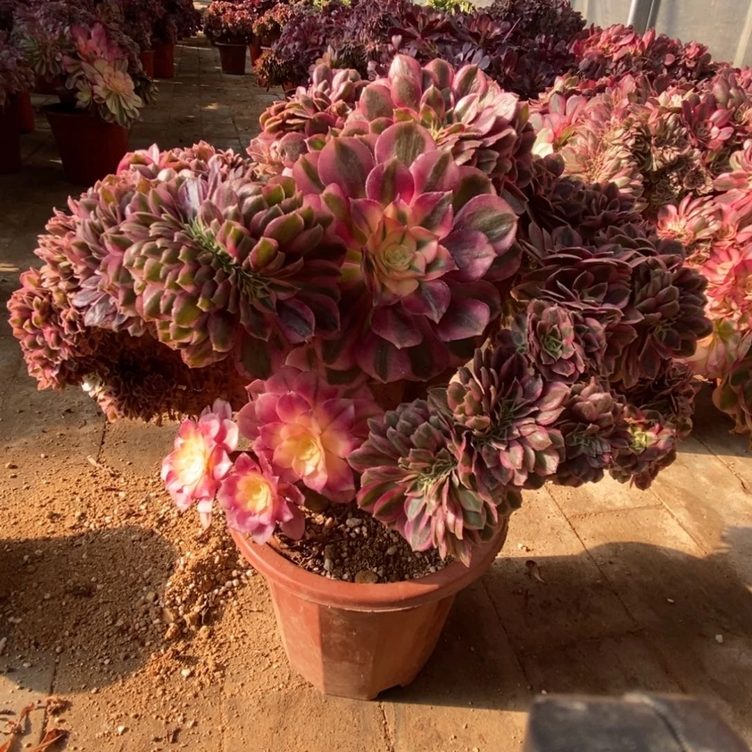 无花朵倾城朵朵缀