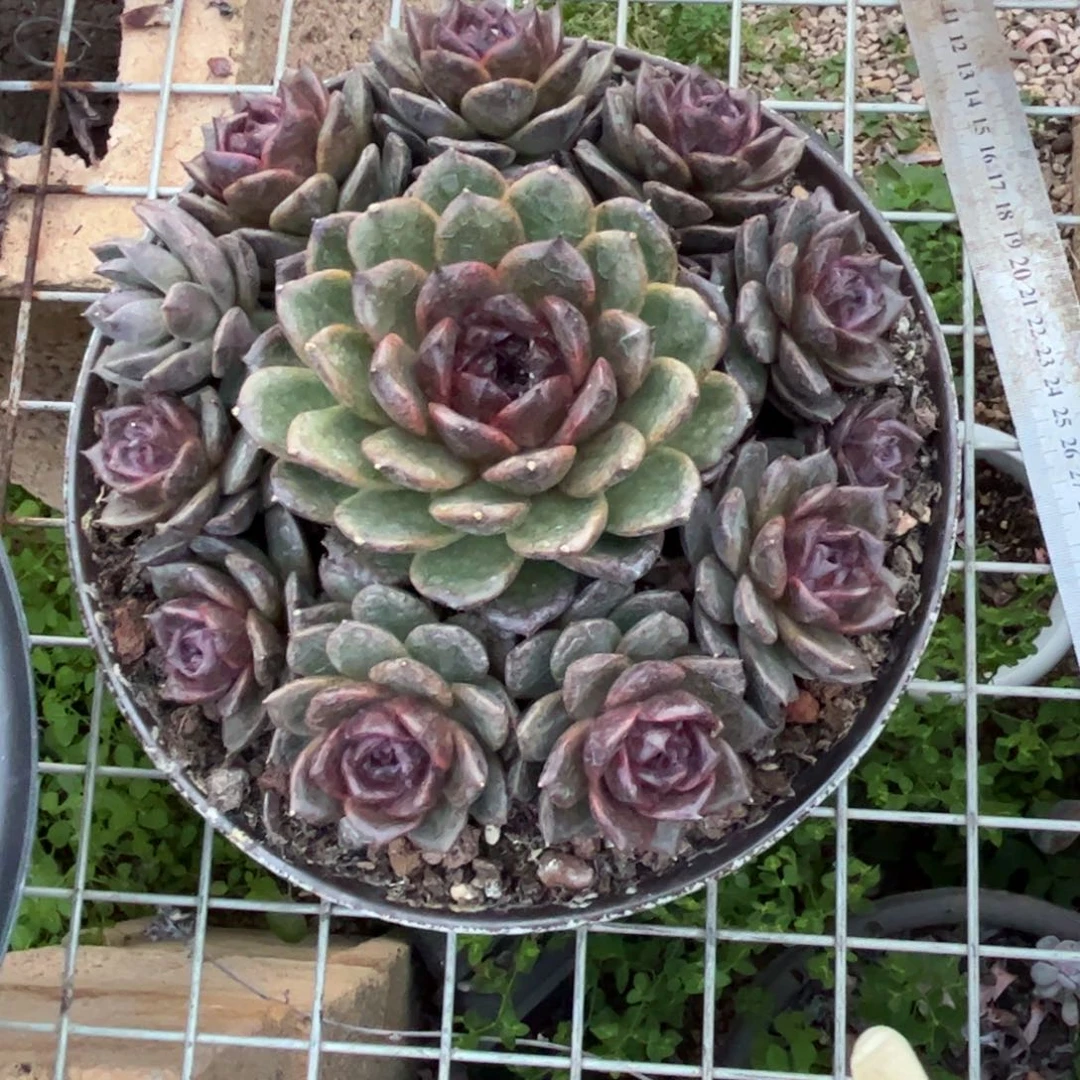 好姑娘多肉园艺，微瑕