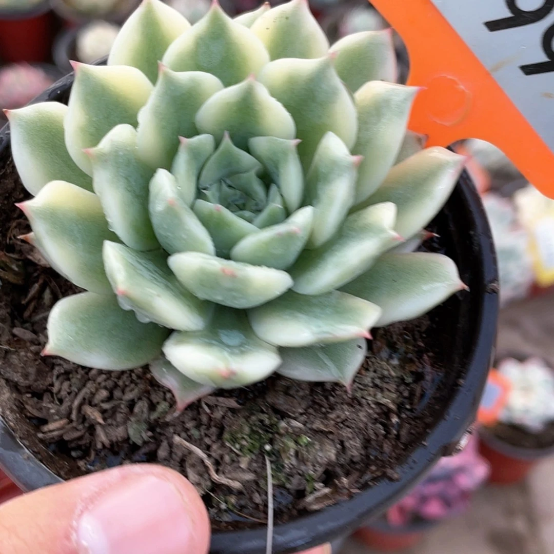 【闪购商品】99号的