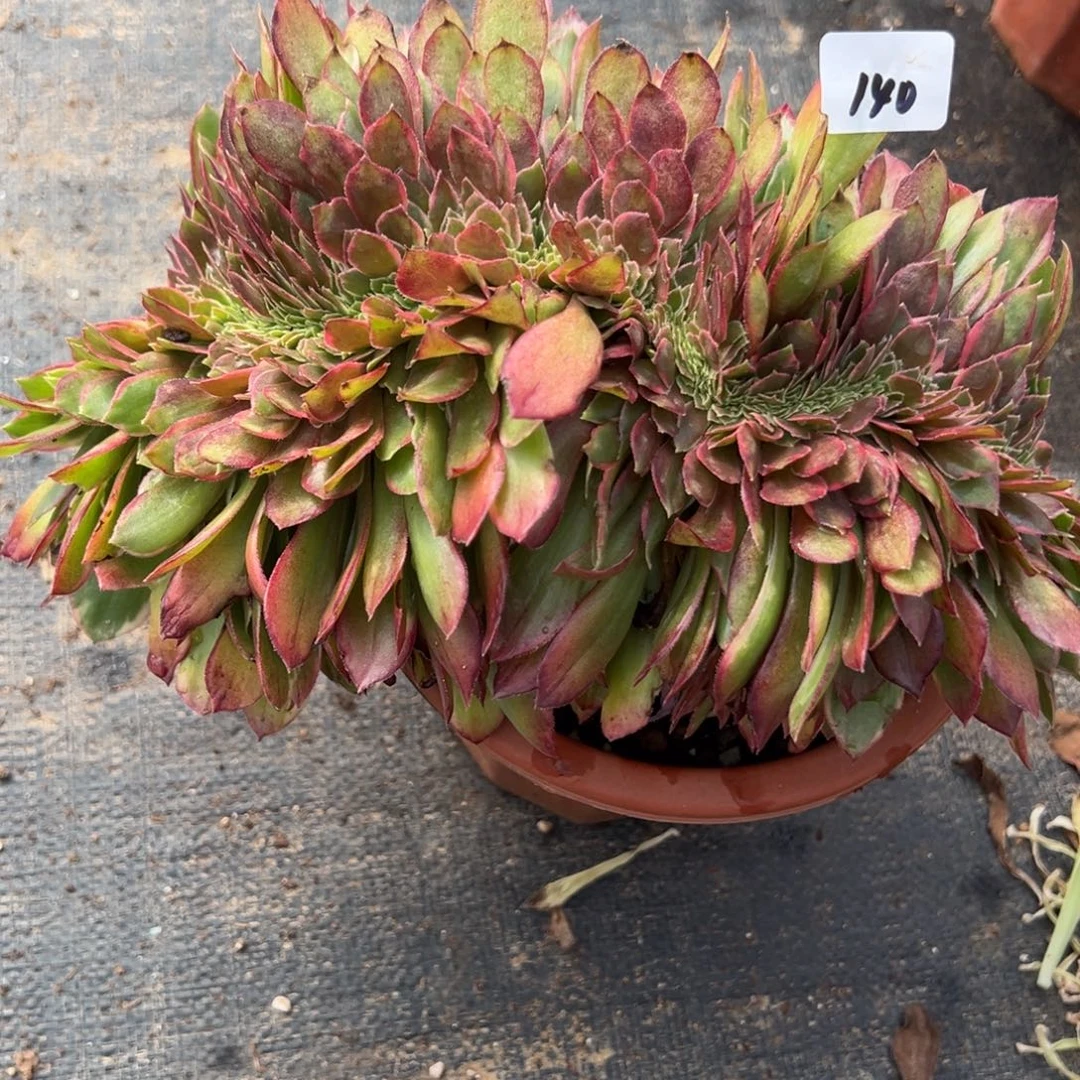 140黑魔锦缀多肉嘻嘻嘻