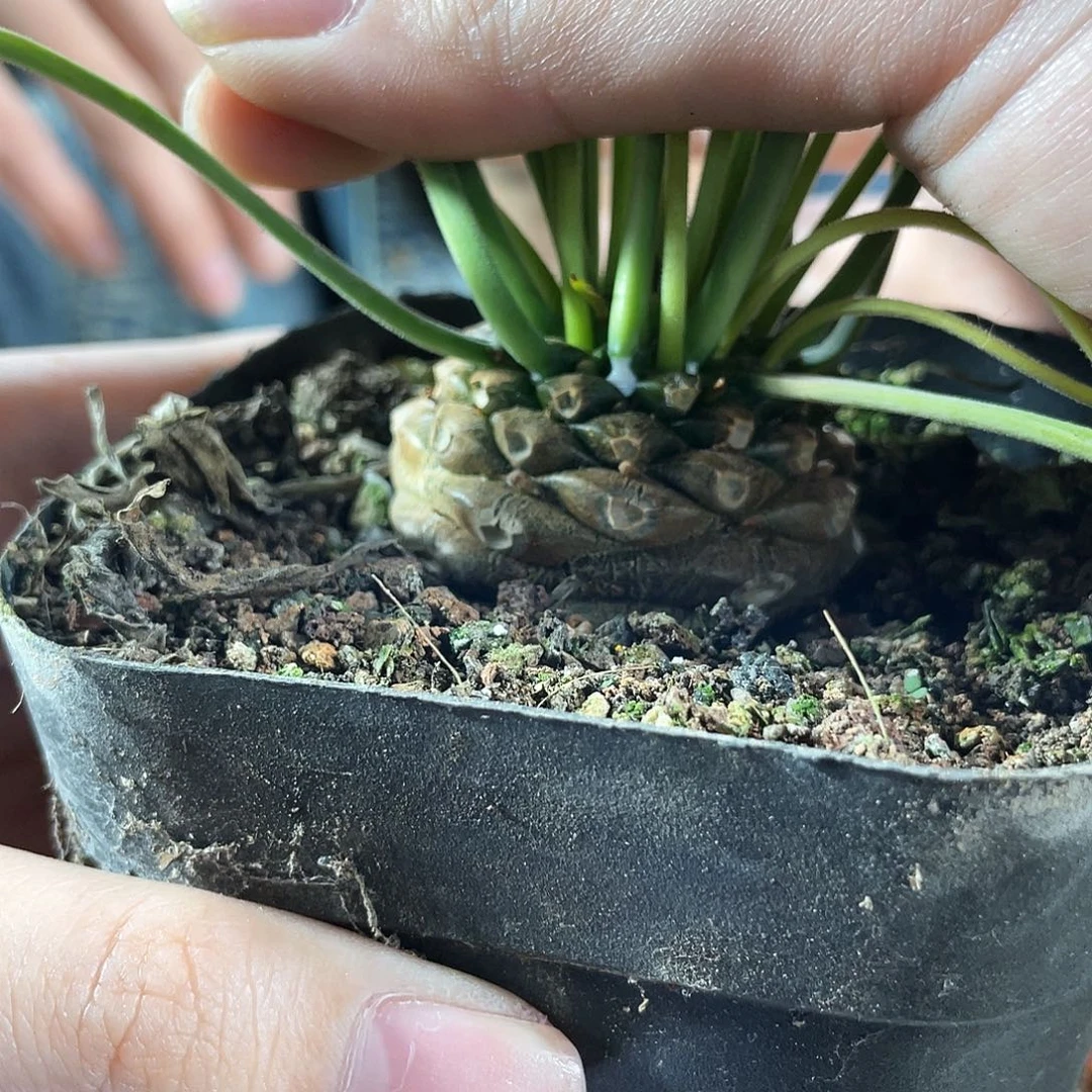 4cm实生矮胖铁甲丸