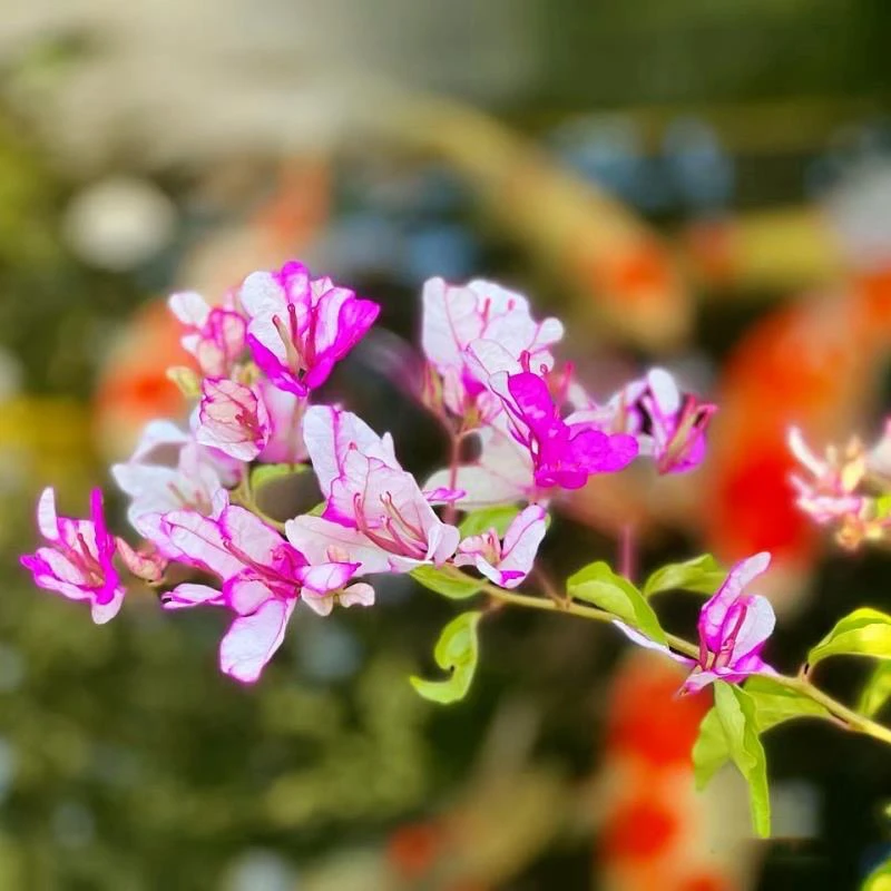 小倾城 三角梅大苗好养易开花花卉基地  【不带花发货】