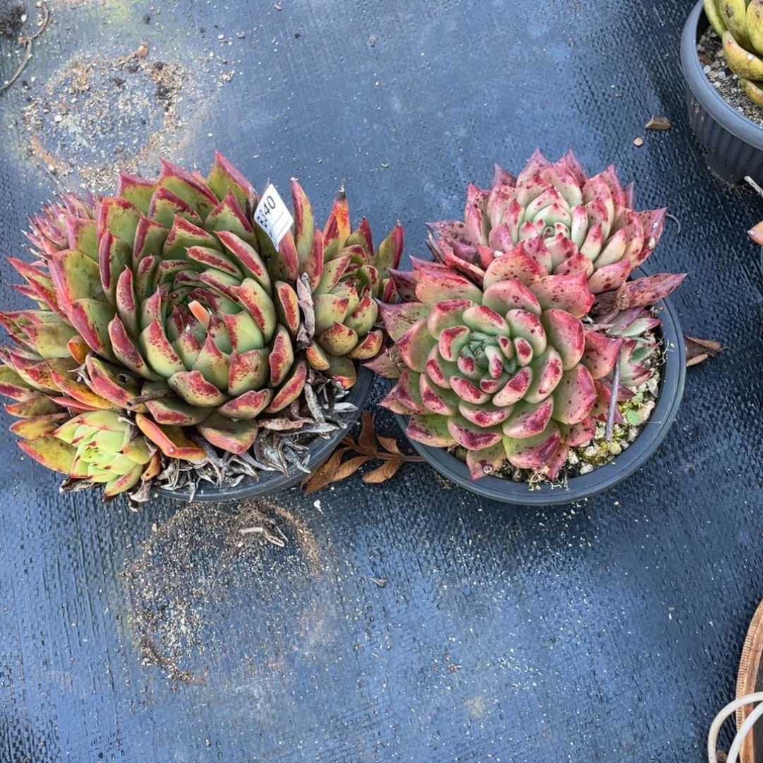 无花朵若如东云单拍B340