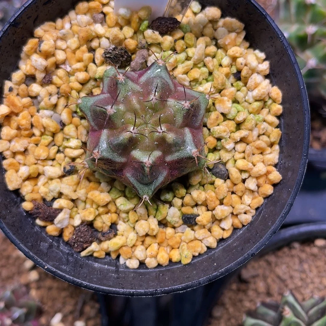 1-291米哈紫色星云2.8厘米