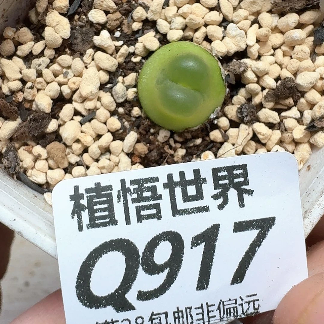 多肉植物的多肉fv