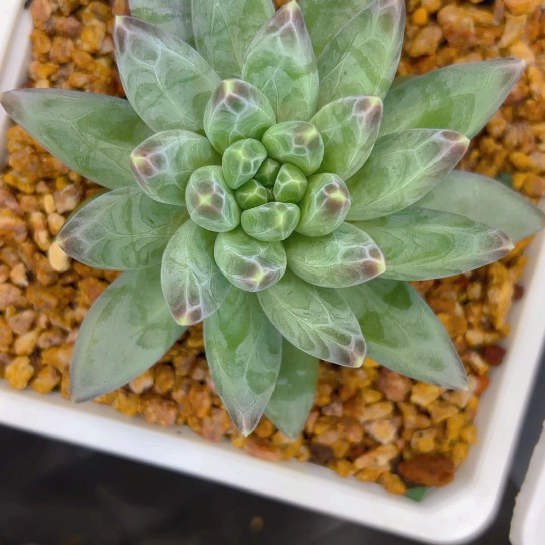 雪戴丽一物一拍的