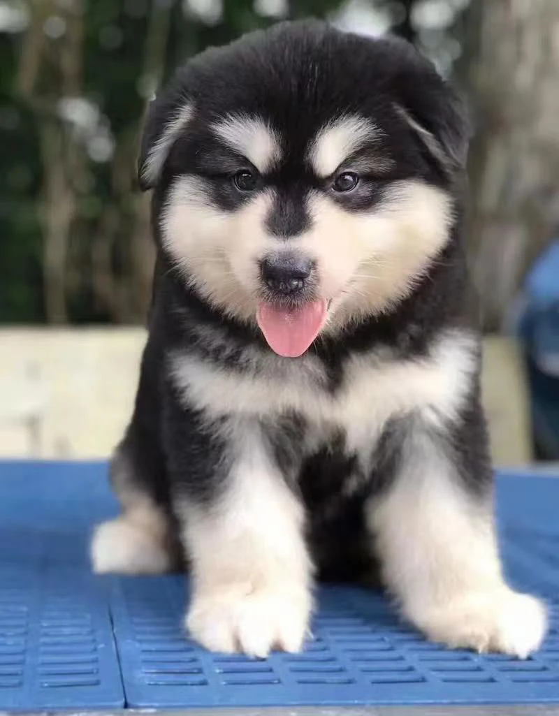 黑十字阿拉斯加幼犬熊板