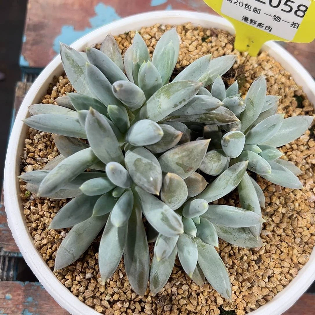 612058 彩体哥特萝莉群生，必须拍冷链