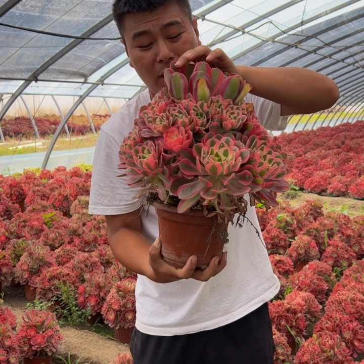 26.8大棵粉女巫一棵