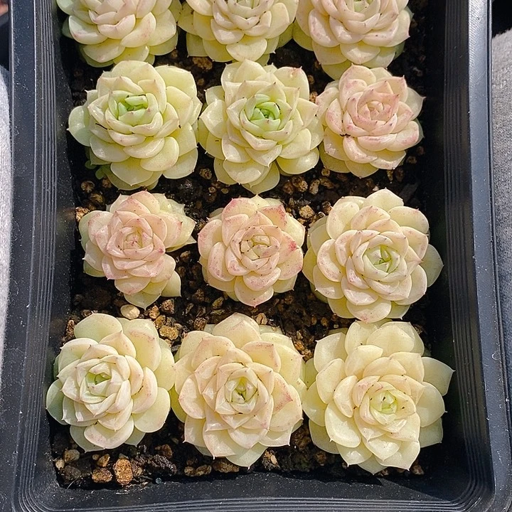 36 多肉植物盆栽花卉植物