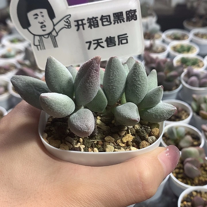 白糖豆—专拍专拍专拍