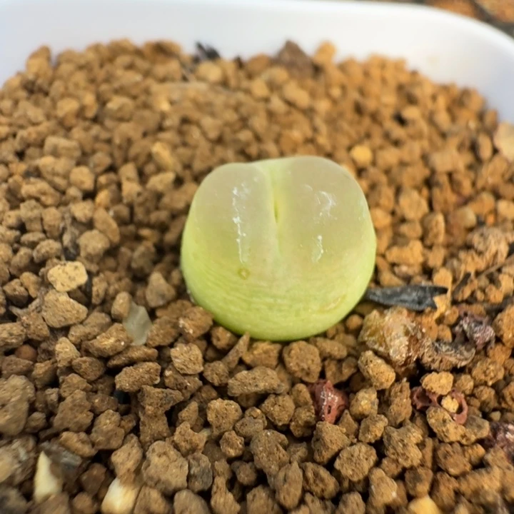 60号1.2带盆土拉登