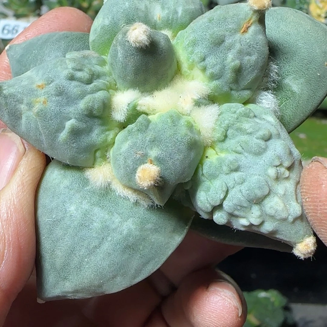 无花朵下播福利342