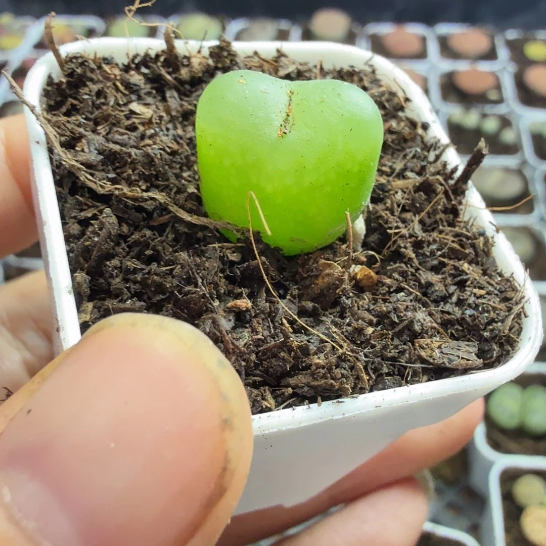 小***猪多肉植物和其他260