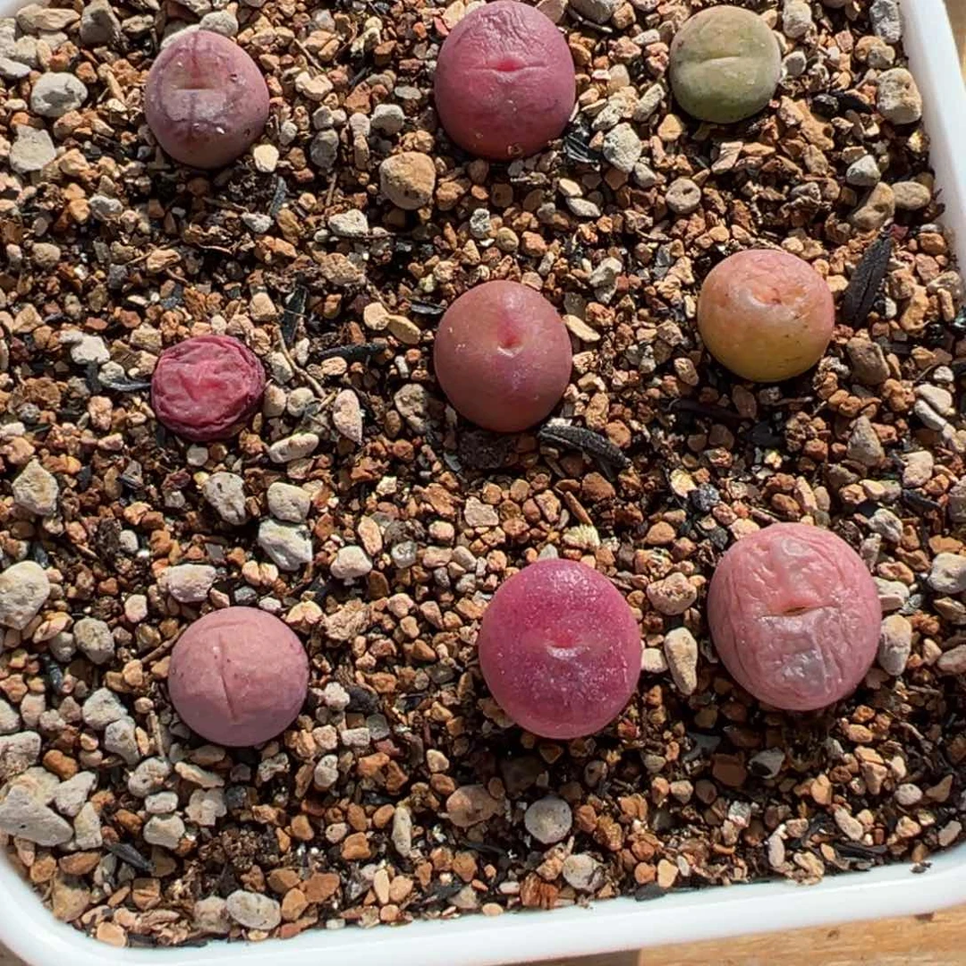 ~*～多肉植物多肉植物