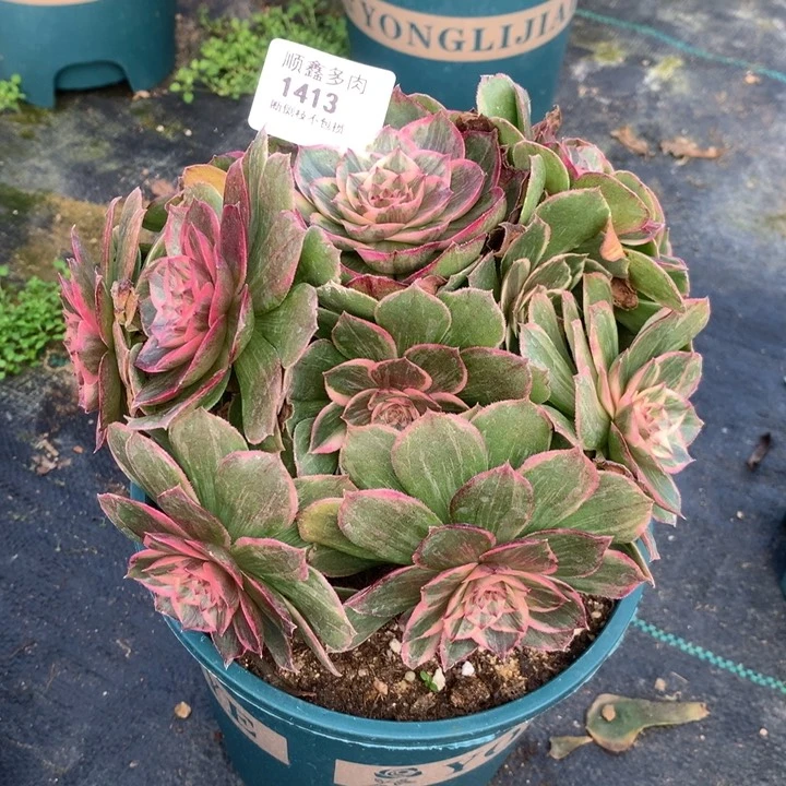 1413莲花座多肉植物