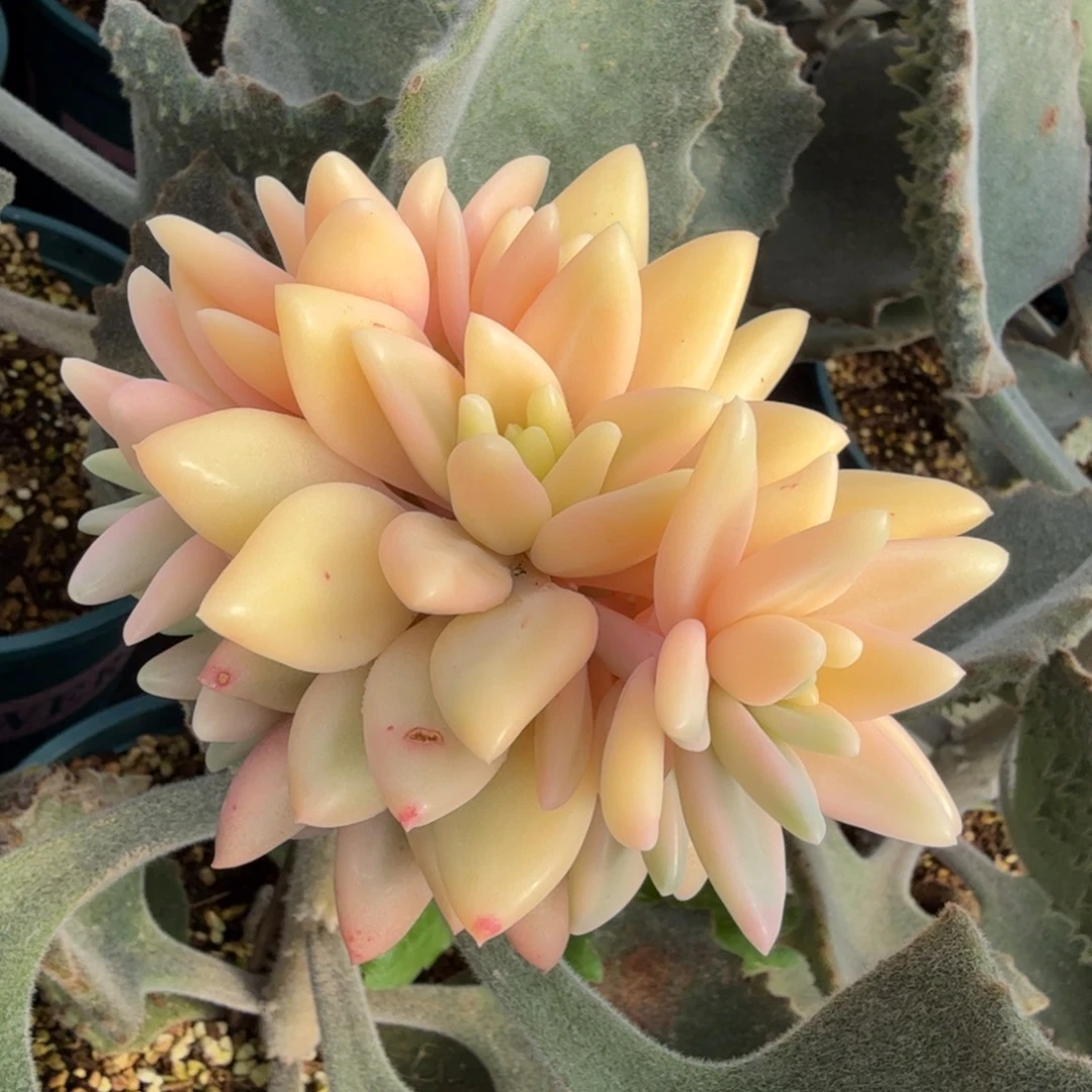 钻石溜溜球锦腹轮锦群