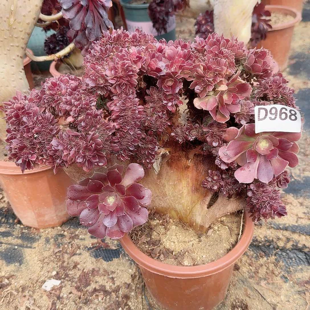 968玫瑰微瑕一颗呀呀