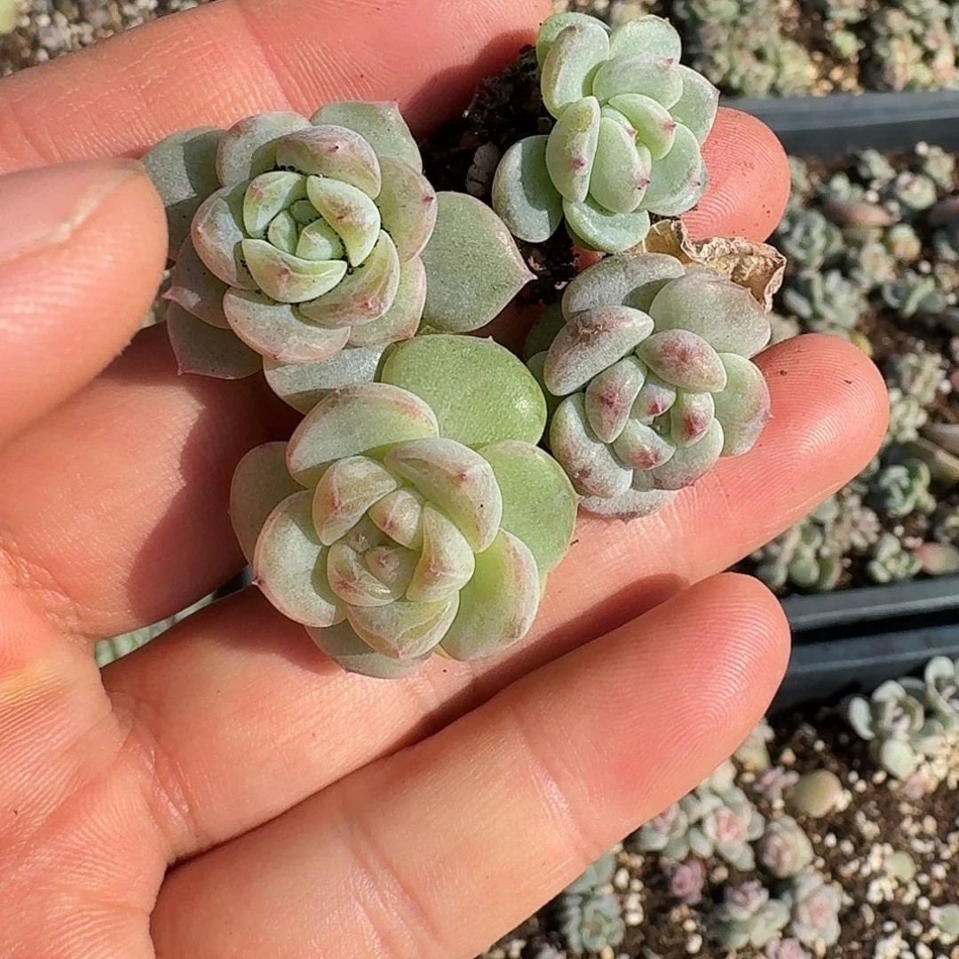 如图甜心T0,T2,T10,656叶插苗各一颗随机一份