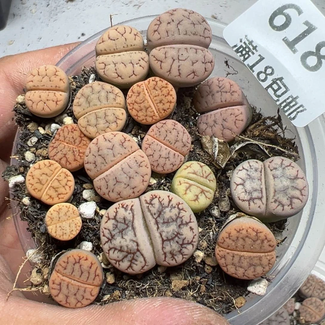 【闪购商品】 618。