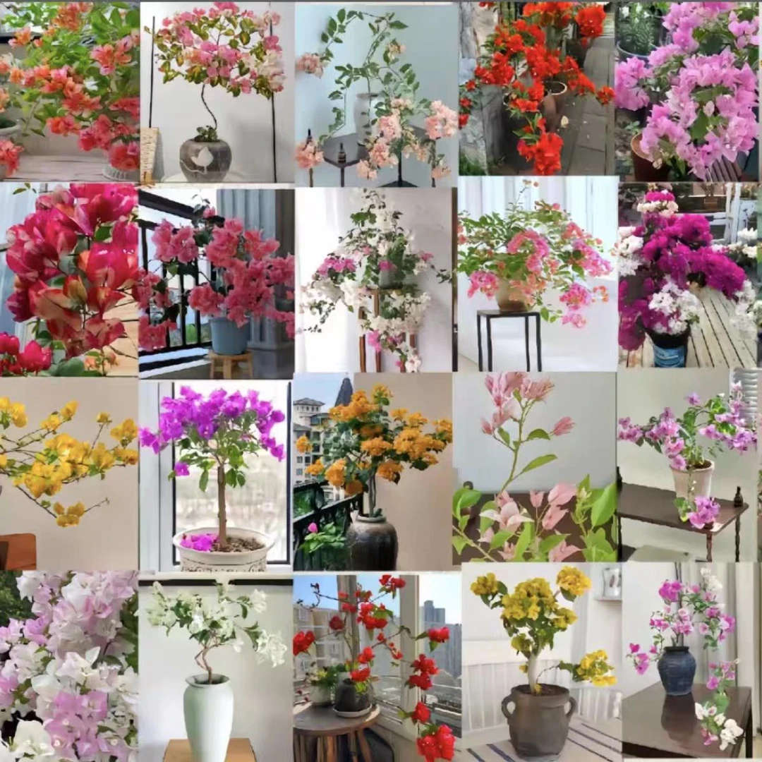 掉花落叶介意不要拍【直播间一物一拍】三角梅盆栽四季开花卉