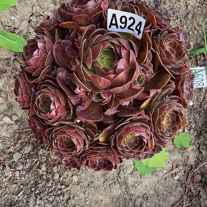 黑魔法师13–28包邮