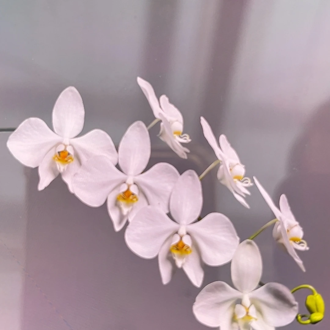 无花朵2.5寸新几内亚阿妈苗