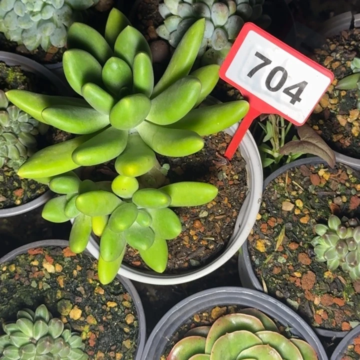 多肉植物金吉拉704
