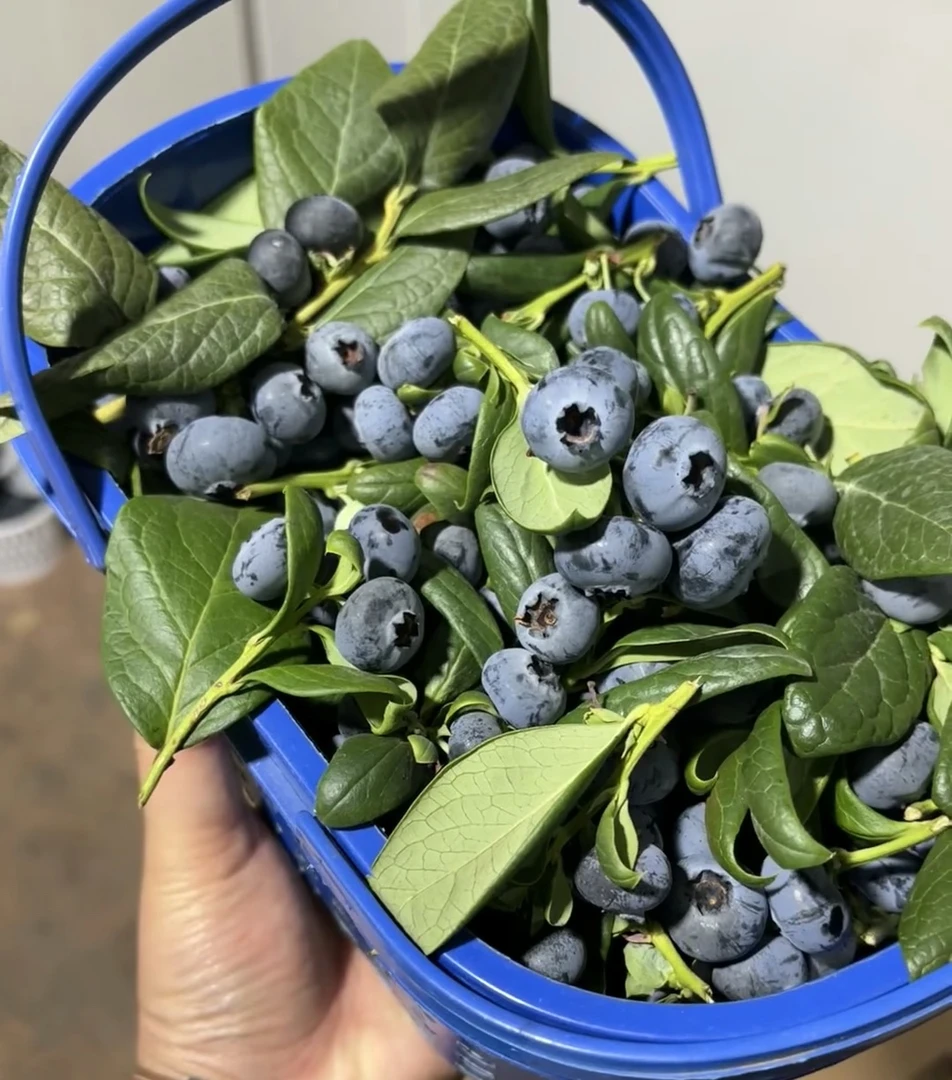 【云南L25花香蓝莓】头茬限量500g 脆甜爽口 果香四溢