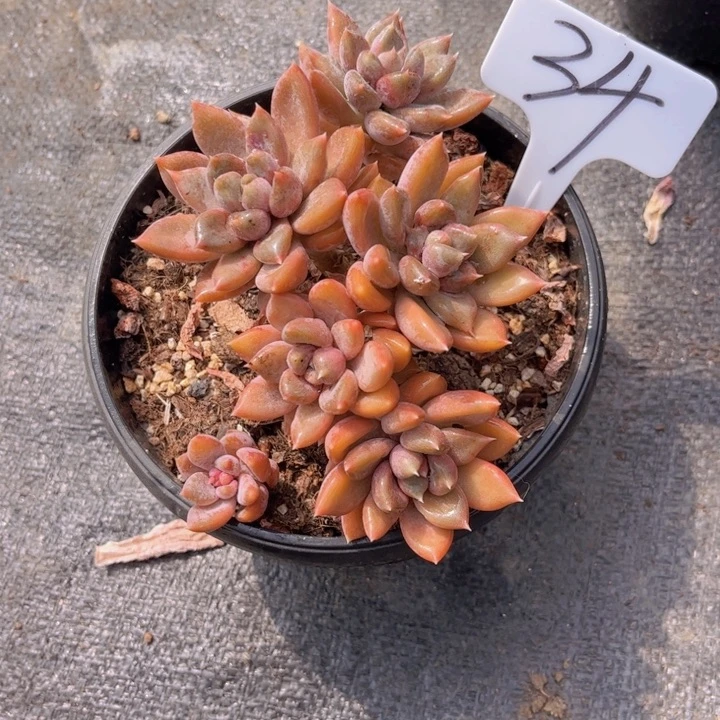 友家多肉一物一拍34