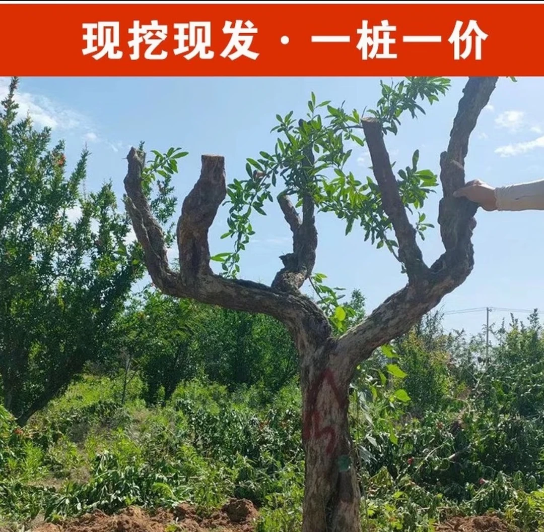 大红袍老桩盆景可盆栽地栽拍前联系客服