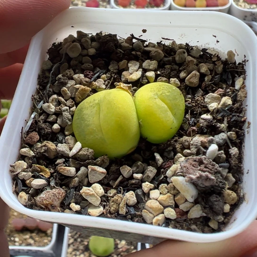 013欧泡1798.78带盆土发货