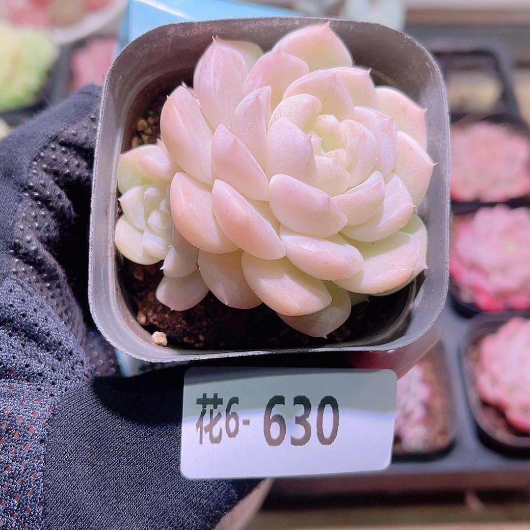 花利美6-630新品