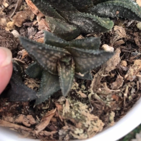 鬼瓦硬叶侧牙丸叶