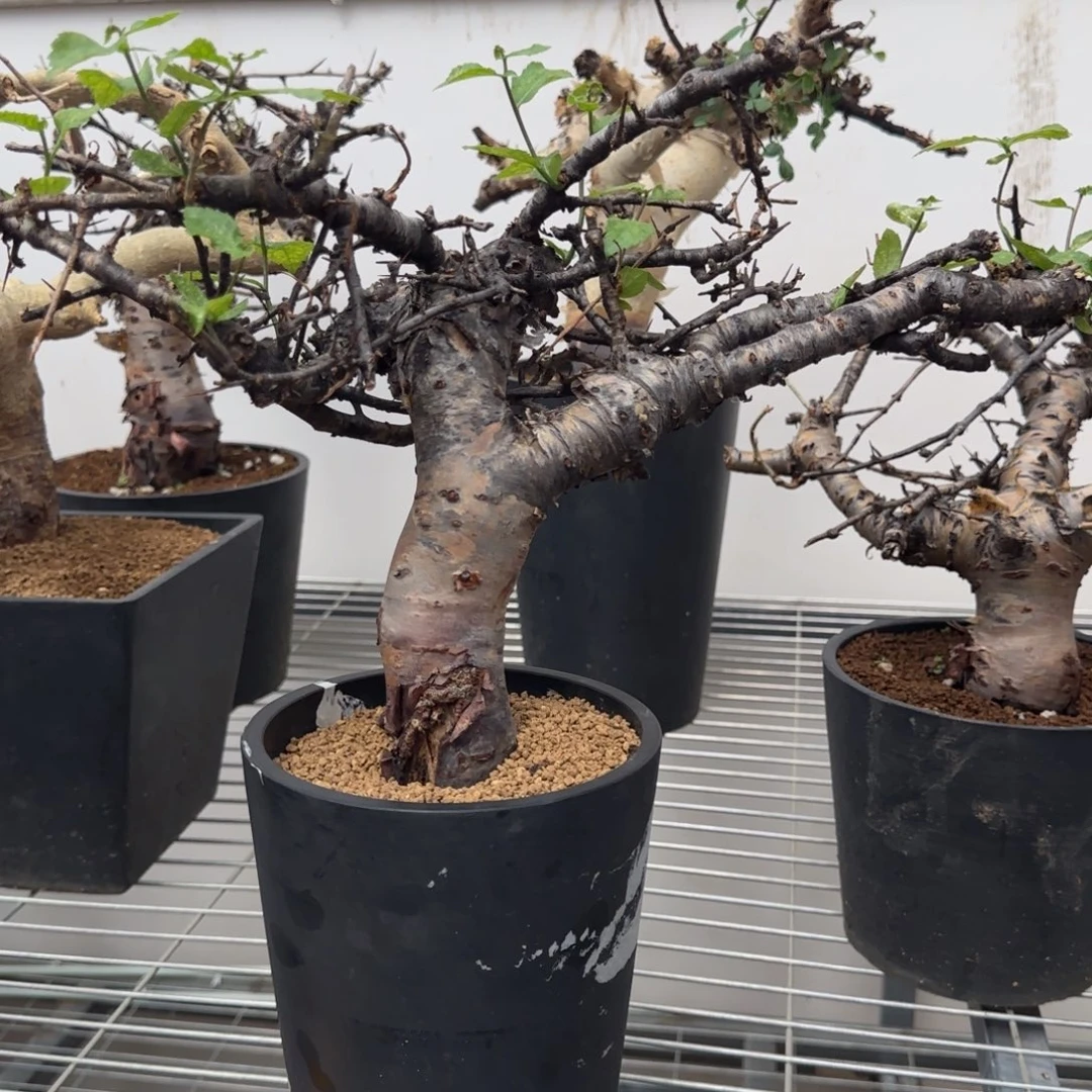 盆栽植物植物植物