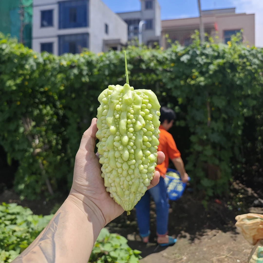 新鲜可刺身南澳苦瓜产地现摘现发顺丰包邮当季蔬菜