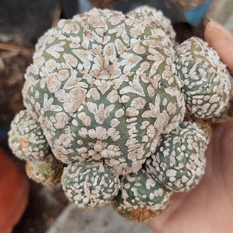 2613只有木心的仙人球