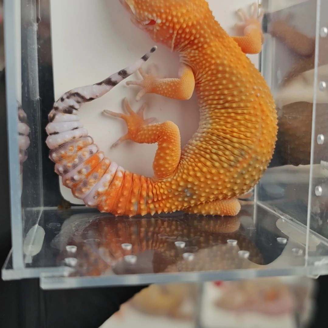 豹纹守宫蜜橘母，尾巴有点瑕疵。